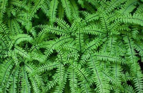 HERBACEOUS